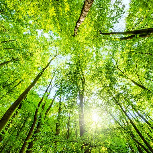 Environmental Stewardship